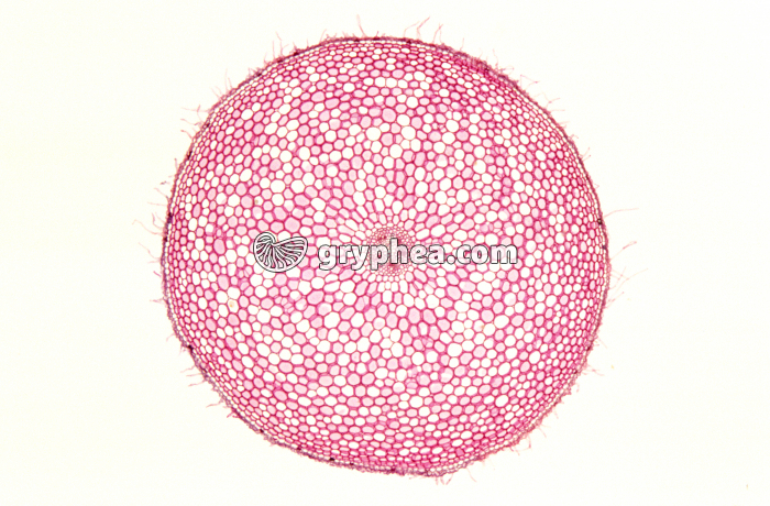 Racine de Ficaire - vue générale CT x7 - gryphea.com
